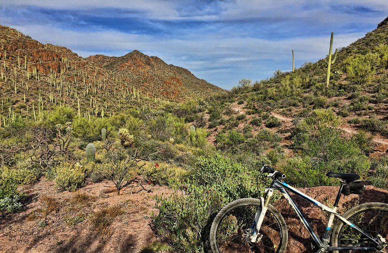 Sonoran Desert mountain bike trail.