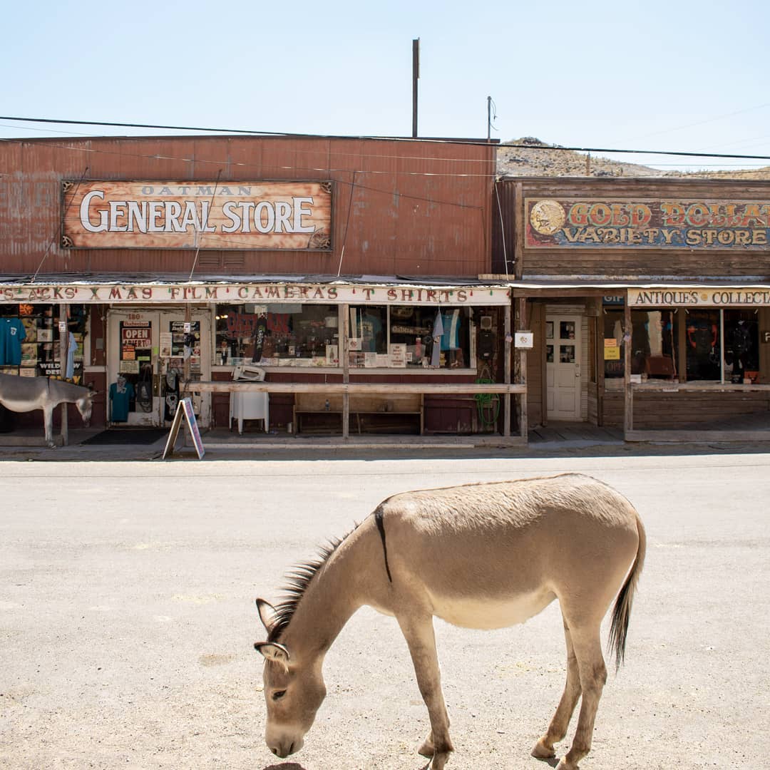 Mules graze in the streets of the ghost town of Oatman, AZ.